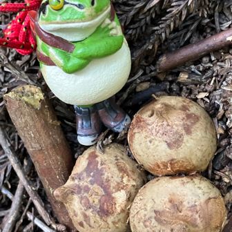 ジャガイモみたいなツチグリ🐸