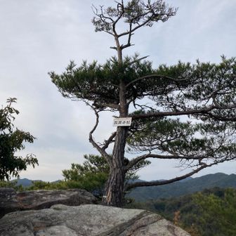 孤高の松
孤独に海を眺め続ける姿に心動かされる