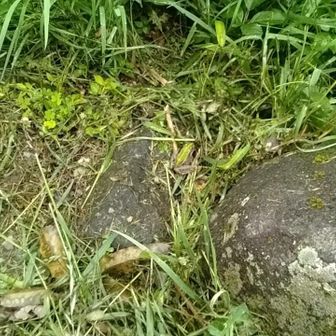 トノサマガエルがいたので写したのですが、分かります？