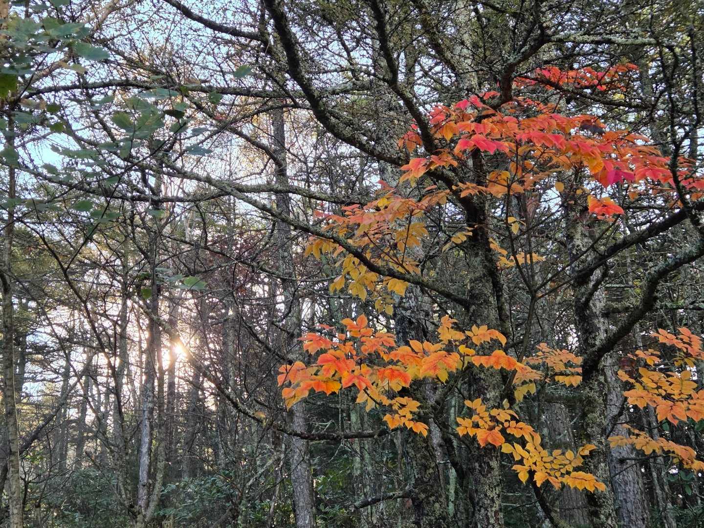 鮮やかな紅葉🍁