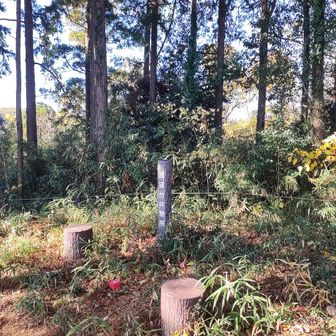 甘沼山の頂上休憩所。ヤマップの山頂位置は、奥の林の中でしたね。三角点は見当たらなかったです。