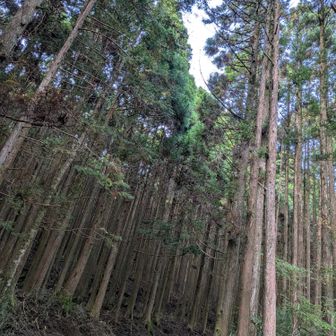 最後の林道