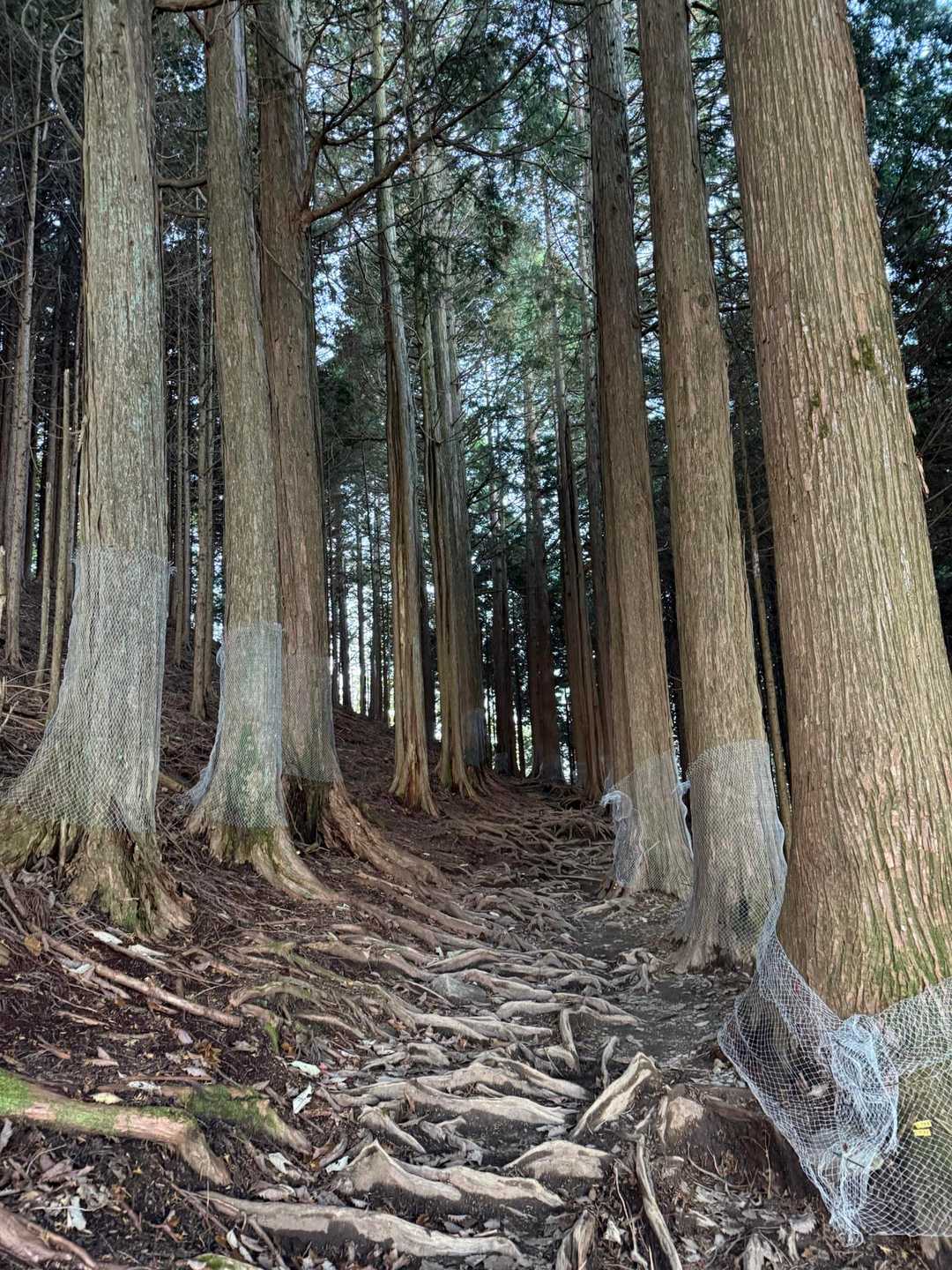 きれいに並んだ杉の木立ち🌲🌲
足元の根っこがむき出し💦