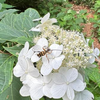 お花