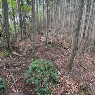ここからひたすら歩く
登山道も広くなっていき歩きやすくなってくる