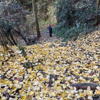 銀杏の絨毯💛