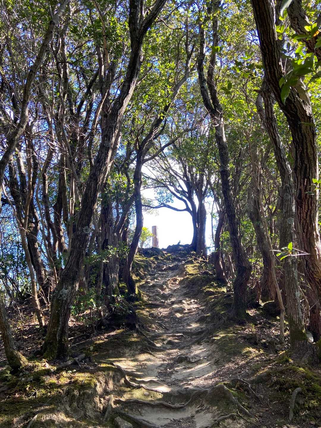 ここを登りきれば城山山頂！