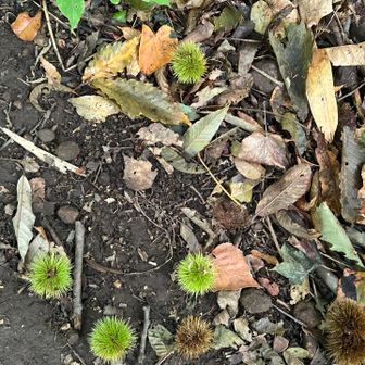 栗が沢山落ちていました🌰
