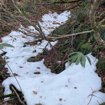 今シーズン初雪