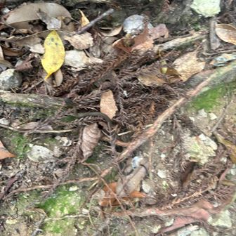 GReenさんが、急に気をつけて⚠️と
ちっこいヘビ🐍がニョロニョロ✨

鬼に👹見せようと写真撮ったけどブレブレに😂
ブレてるじゃんと言われたけど😇早すぎて上手に撮れませんでした🤣

👹:捕まえて撮れば良かったのに😎
一般人は野良🐍捕まえられません😇笑