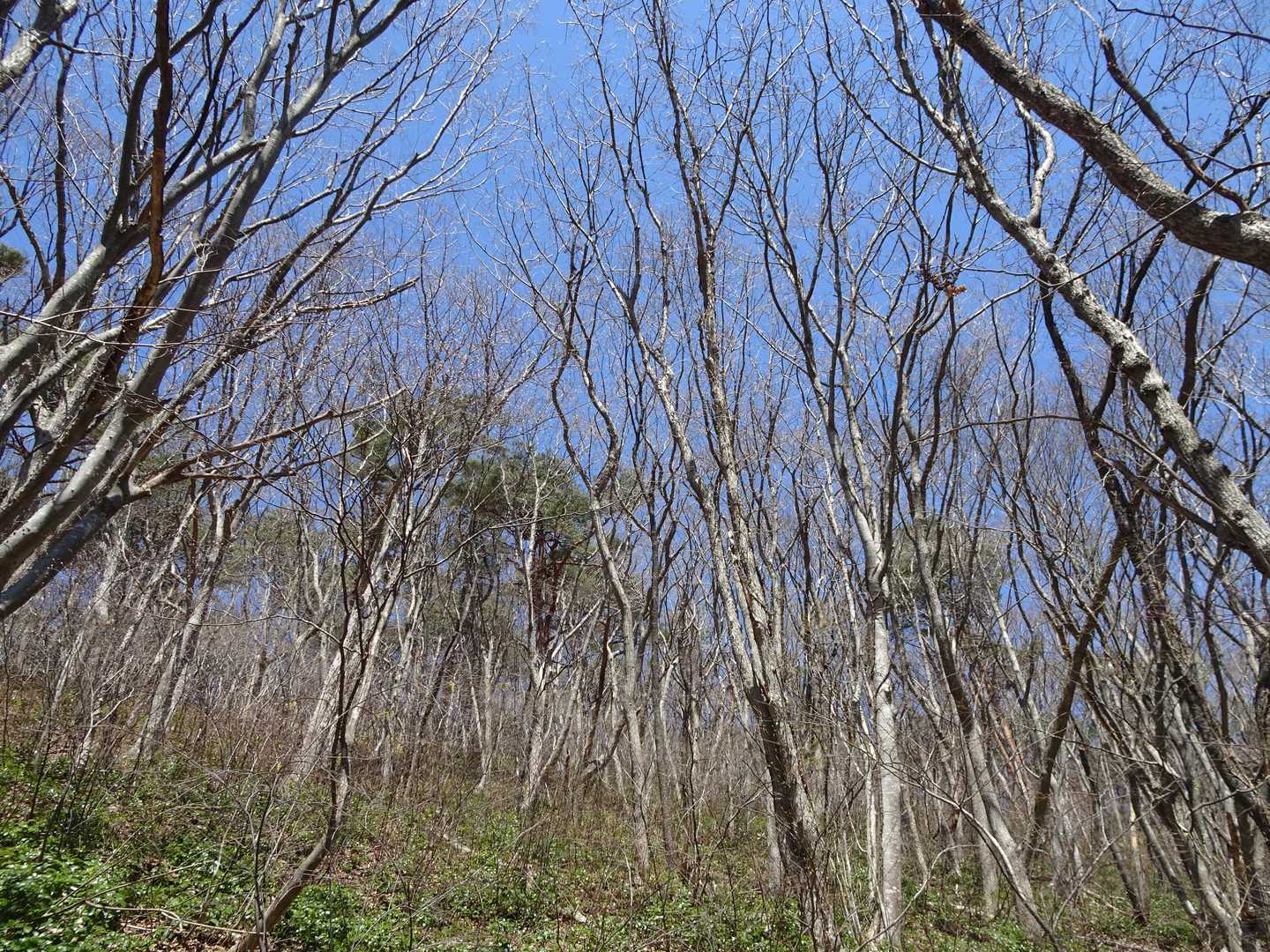 この林の中に野鳥がたくさんいます。