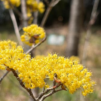 かわいい黄色のお花🌼*･
なんだっけ？