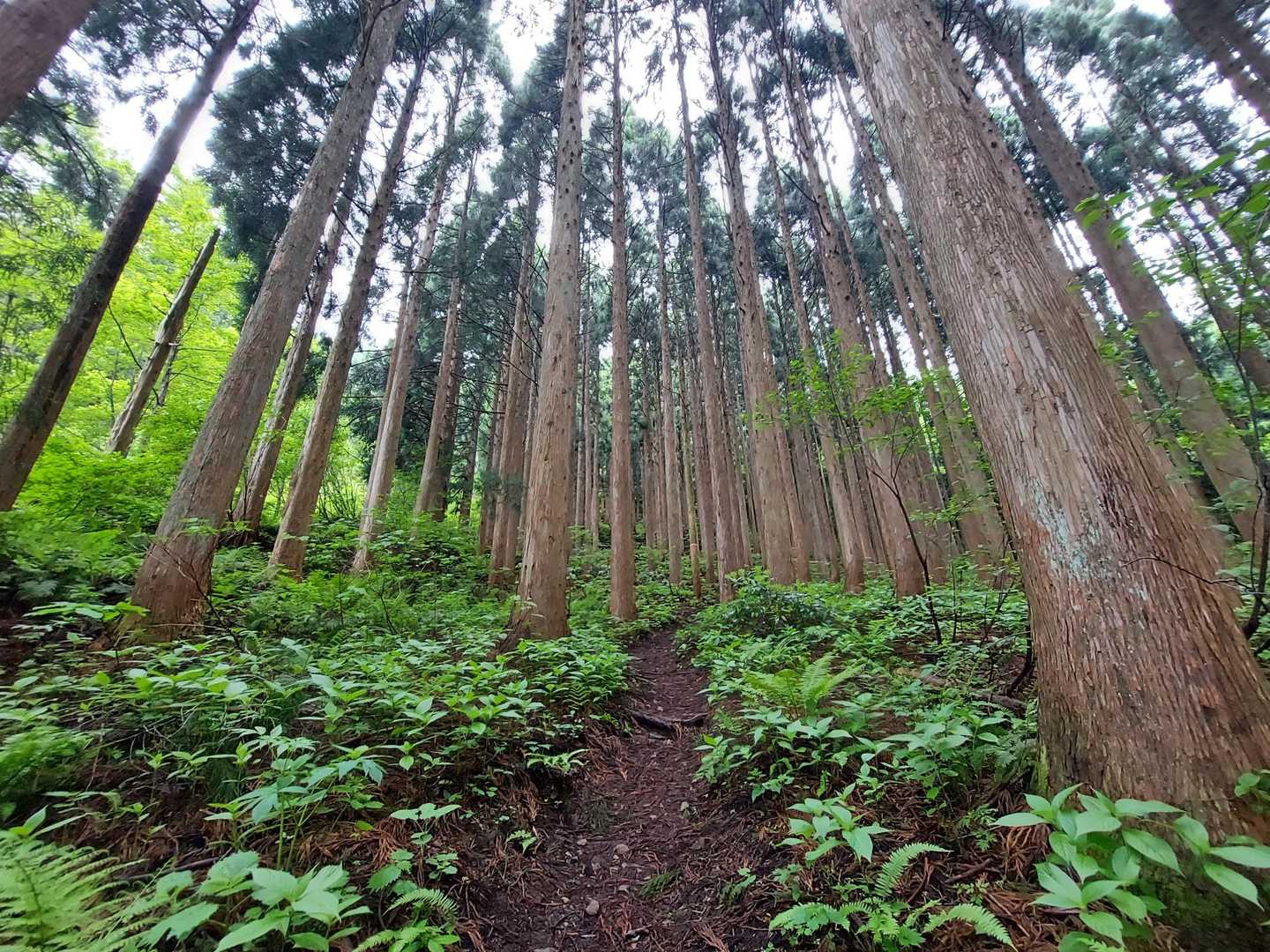 ゆるやかな道のり👣　後続には幼稚園児達👦👧楽勝かな？って思っていたら〜