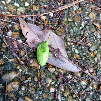 ウスタビガの繭らしい
