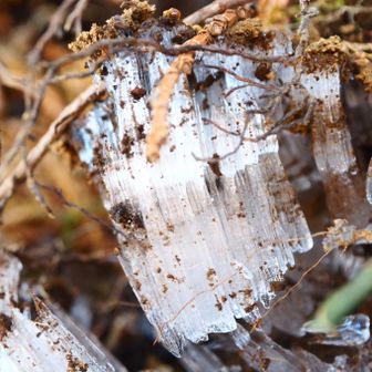 今期初霜柱かも。