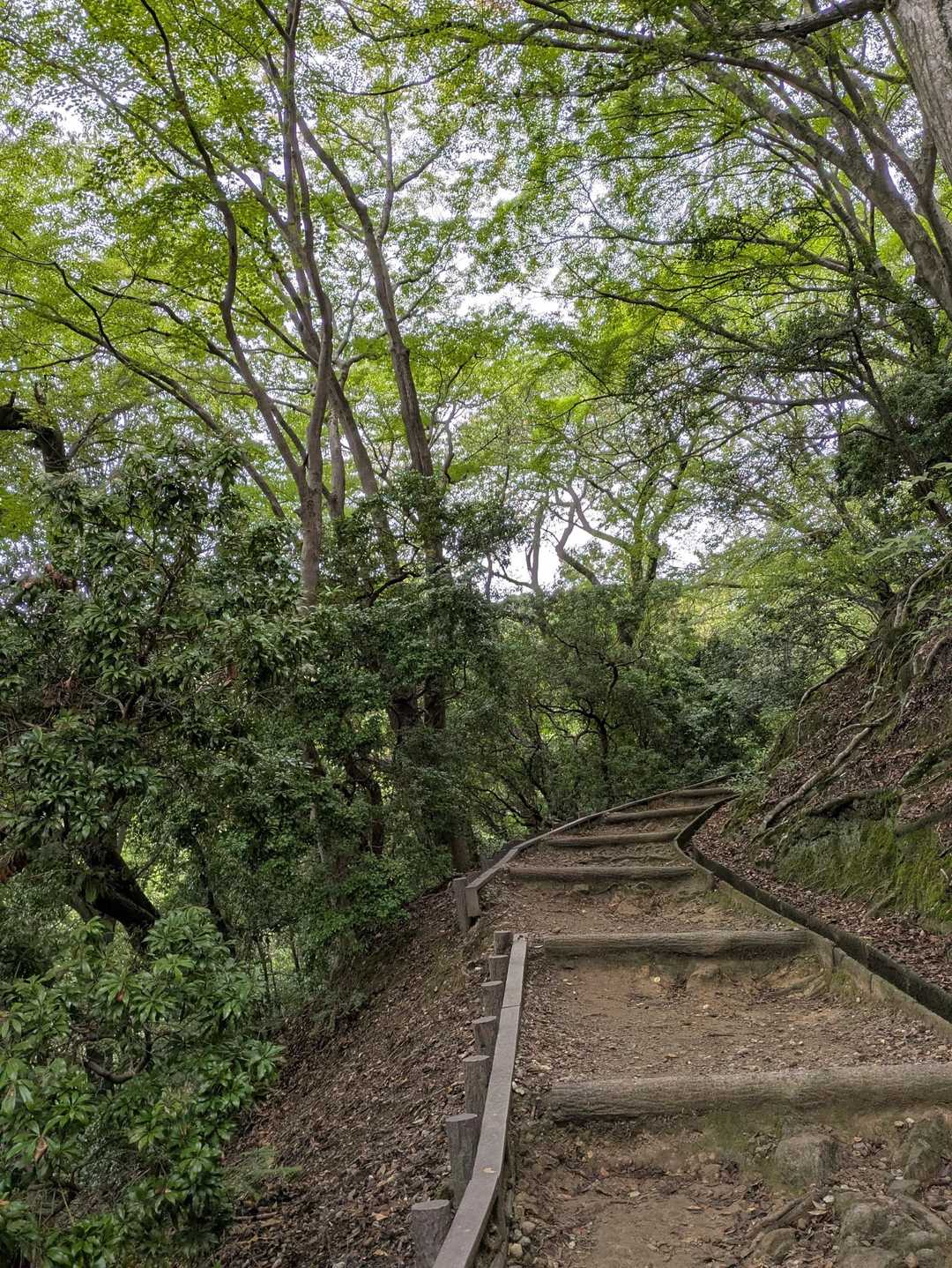 途中、樹林が続くのもよいね。