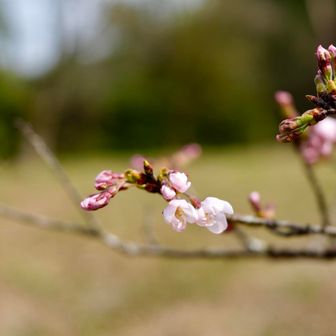 山頂付近のサクラはまだまだ