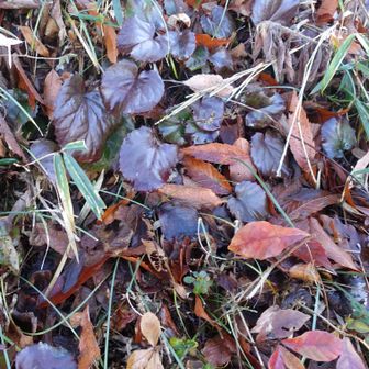 イワカガミの冬眠中です。またきます。
歴博館に向かう。