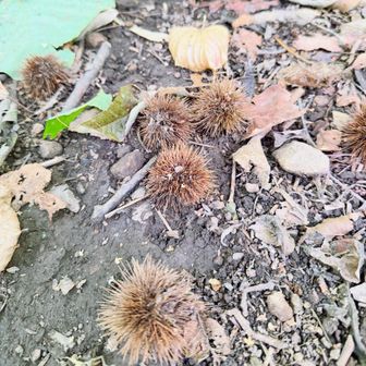 栗が🌰沢山落ちてて秋を感じる🍂
今日はそよ風が気持ちよかった✨