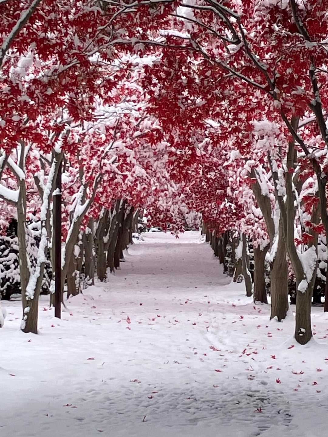 今朝起きたら、外は真っ白な雪景色❄️  / めーちゃんさんの