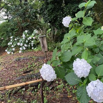 こちらにも紫陽花
お話を聞いてたので、写真は無し😉