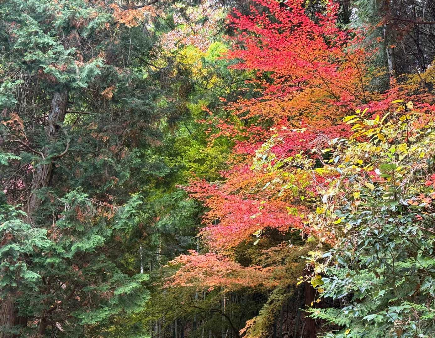 
　　　　　　祐泉寺手前の鮮やかな紅葉
　　　　
