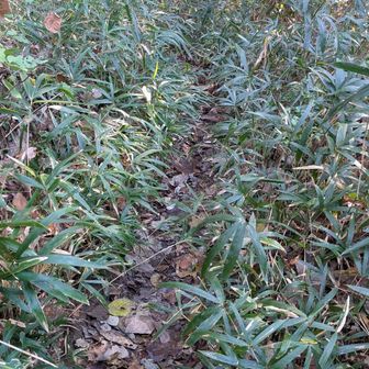 途中道が狭い所があります