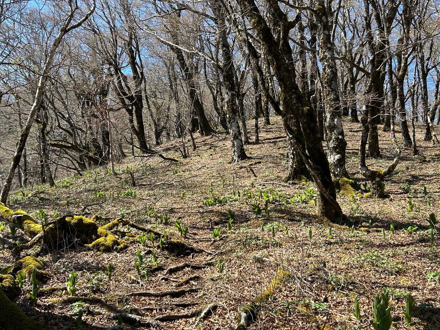 大室山 往復コースの写真