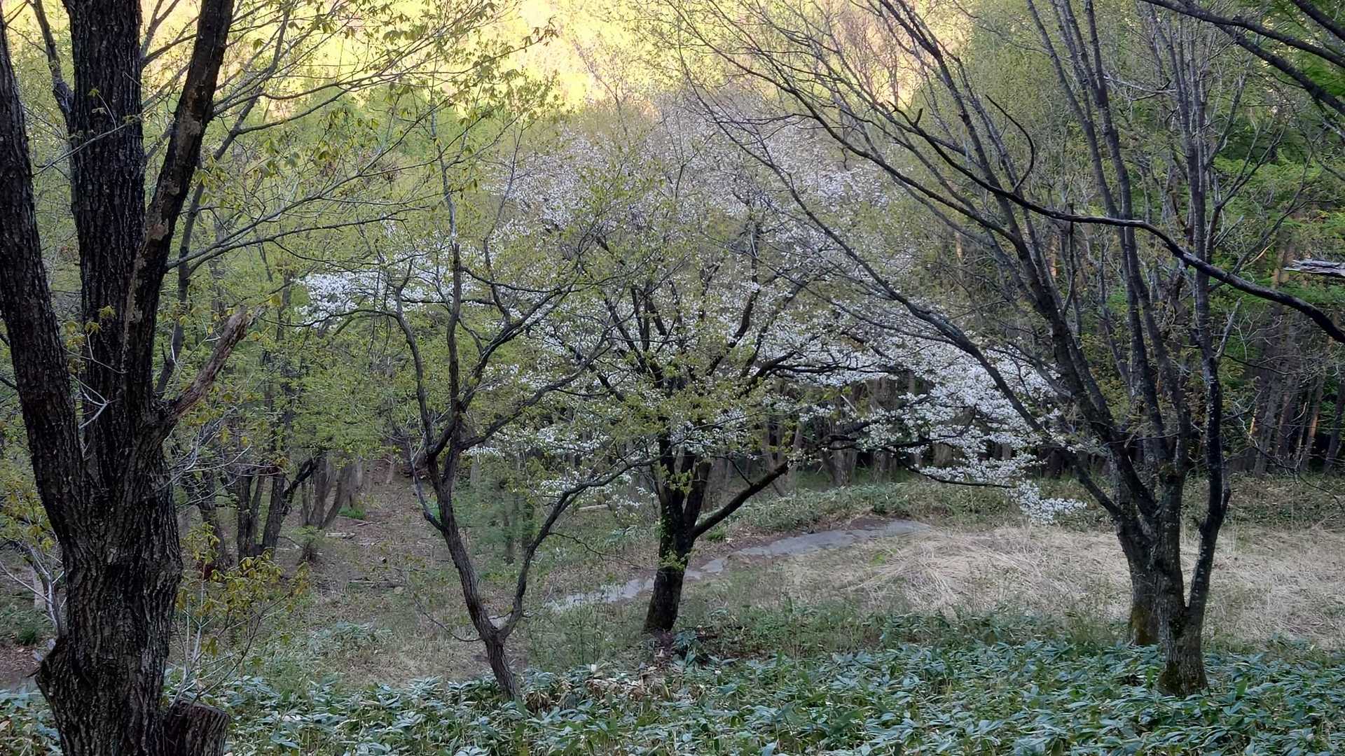 登る時には気付かなかったですが、山桜が咲いていました。
今日も終日晴天続きで🐻にも会わず良い登山が出来ました。