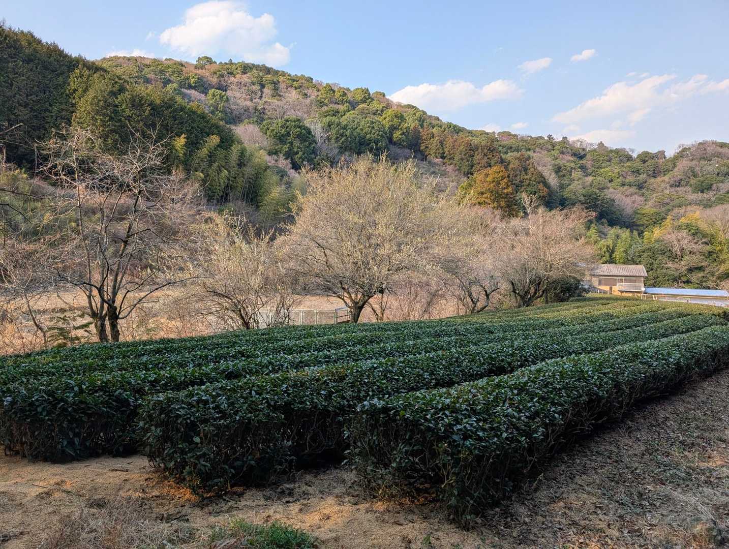 茶畑。のどかな風景