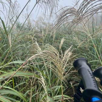 背丈ほどの草わらかき分け下山