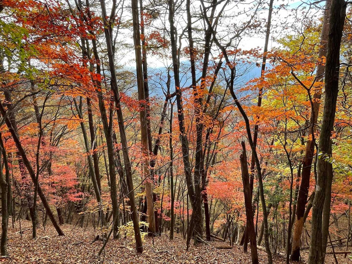 紅葉を愛でつつ歩く🍁
でも、足元には石も根っこもあるので気をつけないとね！