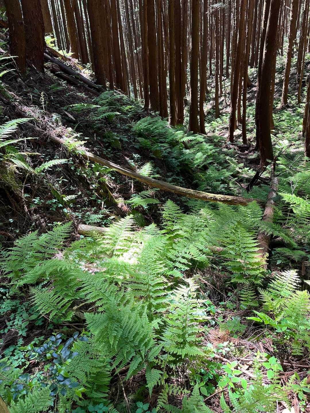 下山途中の💚💚💚 木洩れ陽👍👍👍
この後、無事下山。
本日も御山に感謝。ありがとうございました。