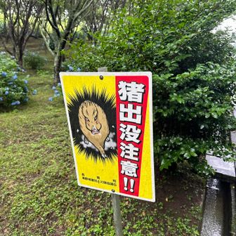 熊は毎度お馴染みだけど、千葉は代わりにイノシシになるみたいです。