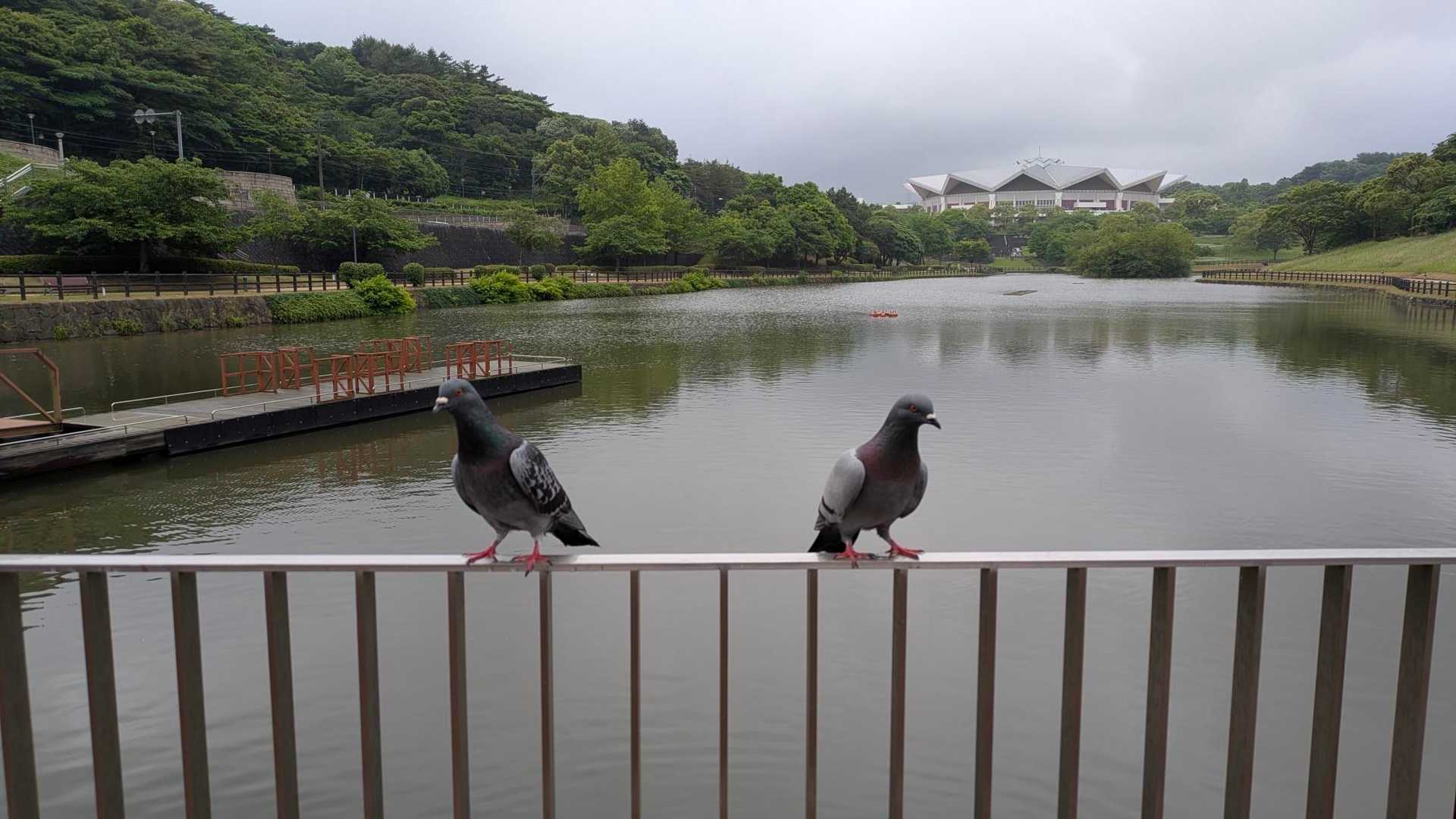 最後はハトでした