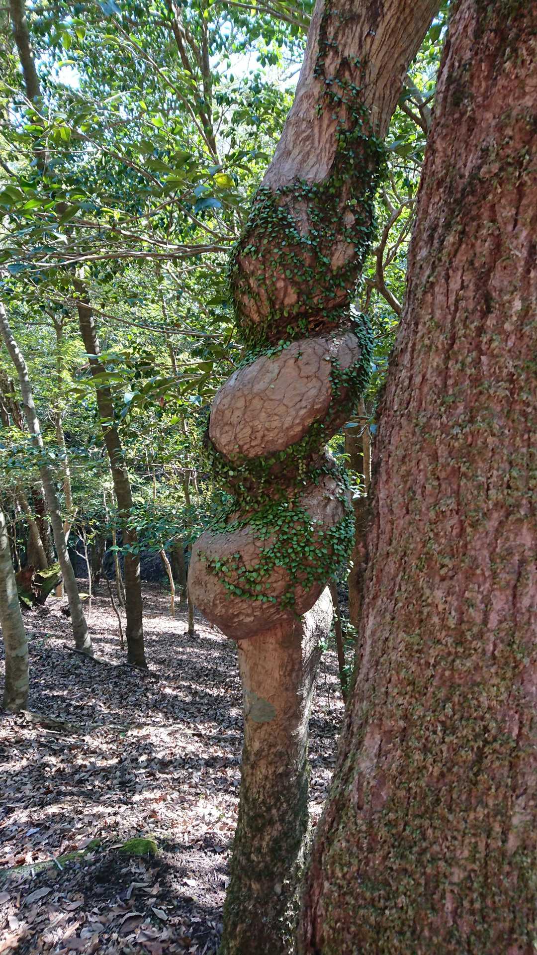 下りの方が余裕があるのかなぁ❗登りは気づきませんでした👀