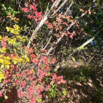 紅葉はまだ早かったよ。