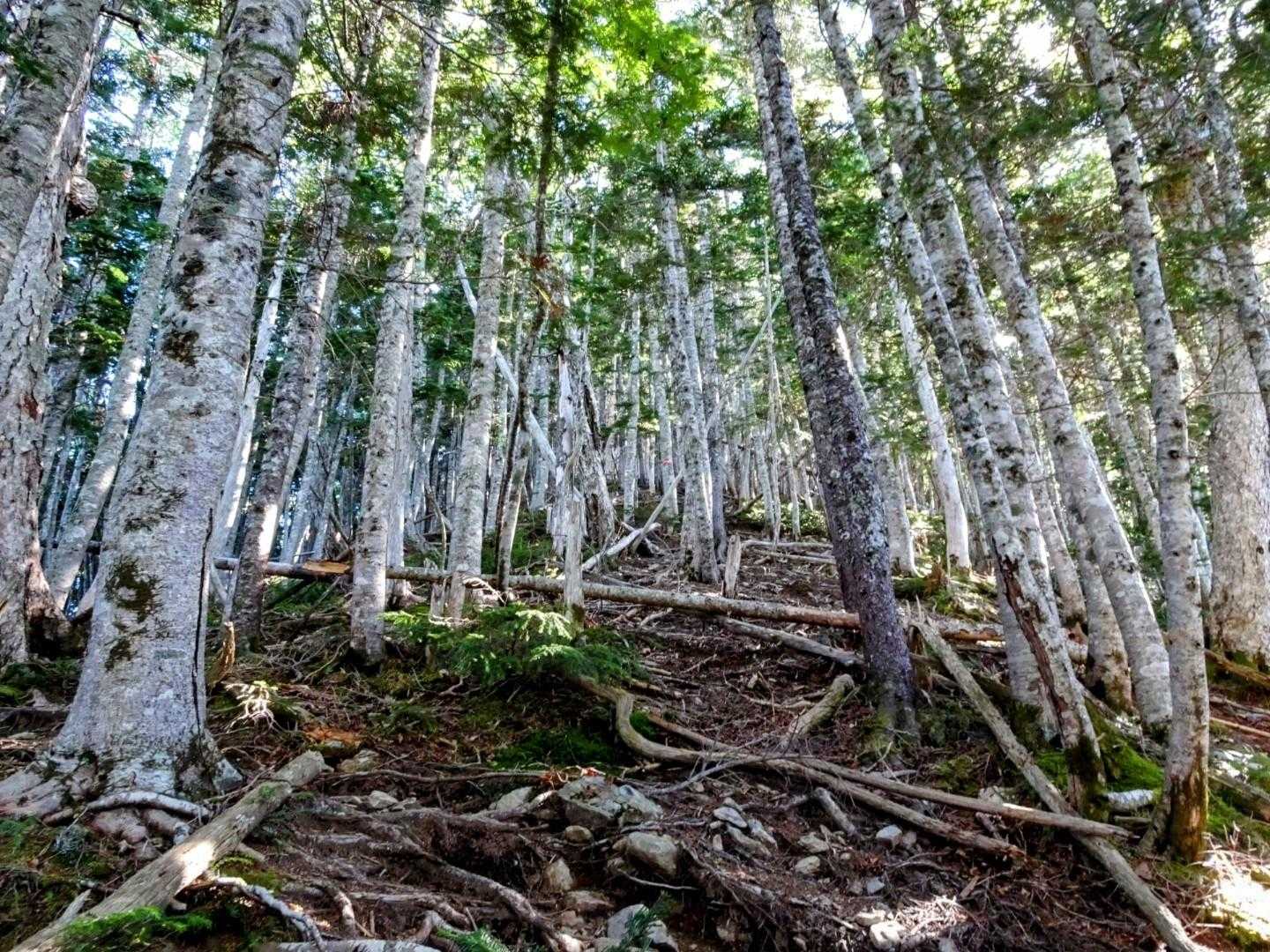 栗沢山へは針葉樹林帯をひたすら登る💦