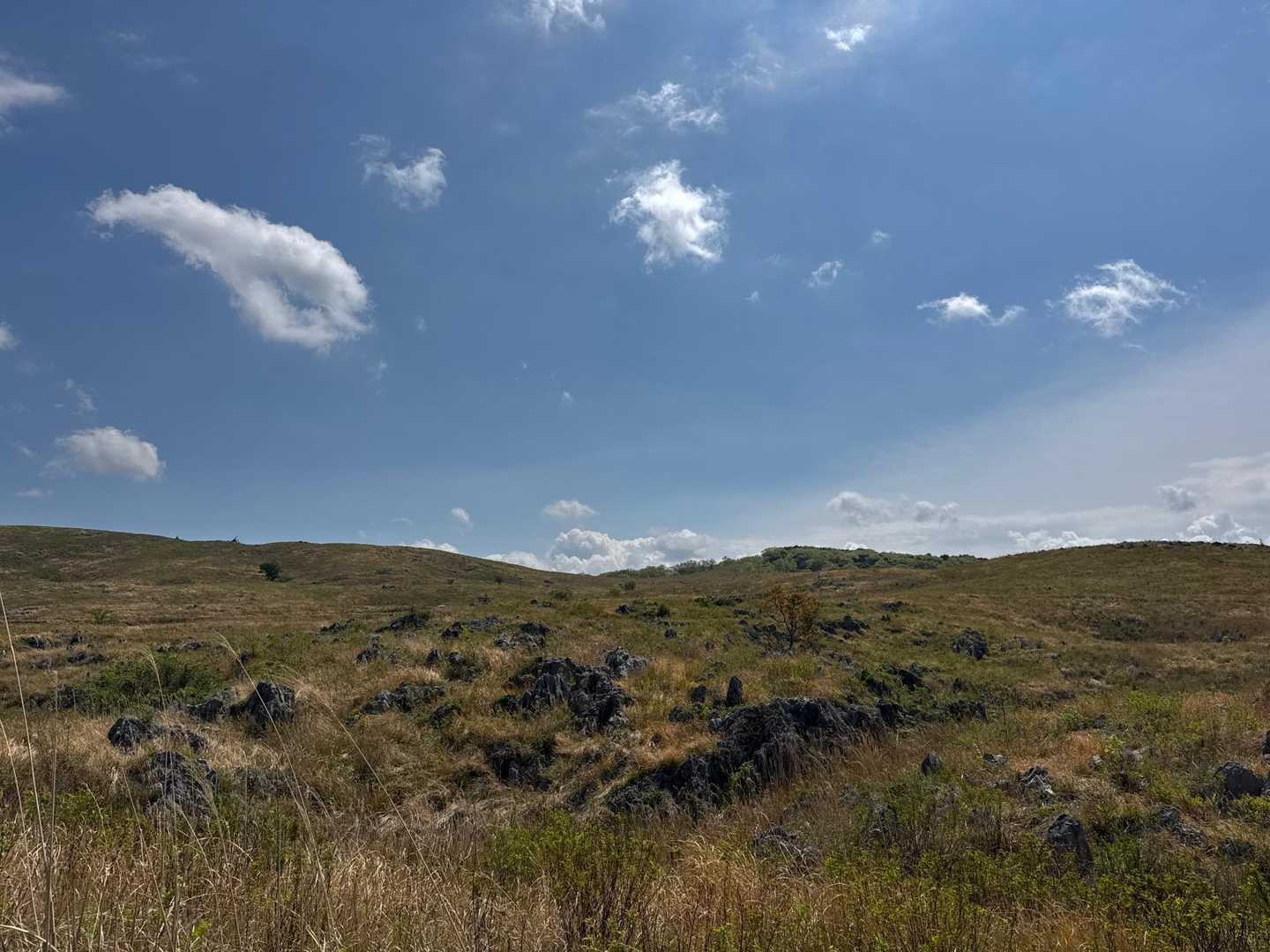 教科書？で見たやつや！石灰岩が地表にもニョキニョキ