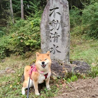 見て、この笑顔！！
八ヶ岳を登って下ってきたのに元気いっぱい🐶
この直後、猛ダッシュで遊んでた🐈💨