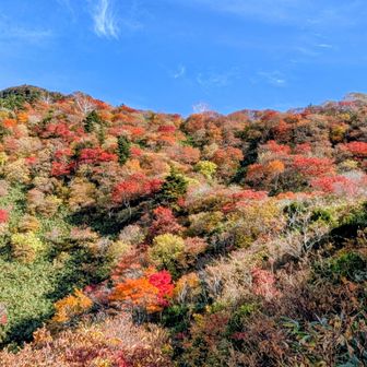 ここの紅葉🍁が一番綺麗でした✨