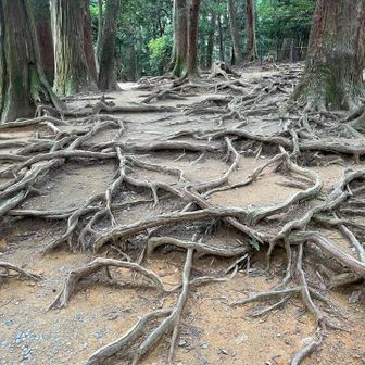 木の根道
ここで牛若丸が修行してたって。