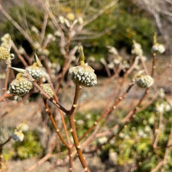 ミツマタ咲いたらきれいだろな