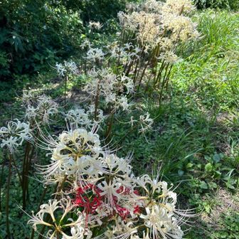 紅白の曼珠沙華