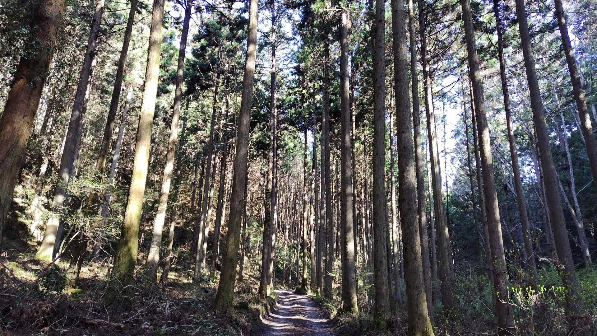 GoodMorning☀

昨日の疲れもあるのでゆるりお花散策🌸

花瓶山専用駐車場🅿️
協力金300円で使用させてもらいﾏｼﾀ🎶