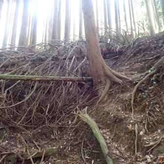 滝谷峠まで倒木が多い
