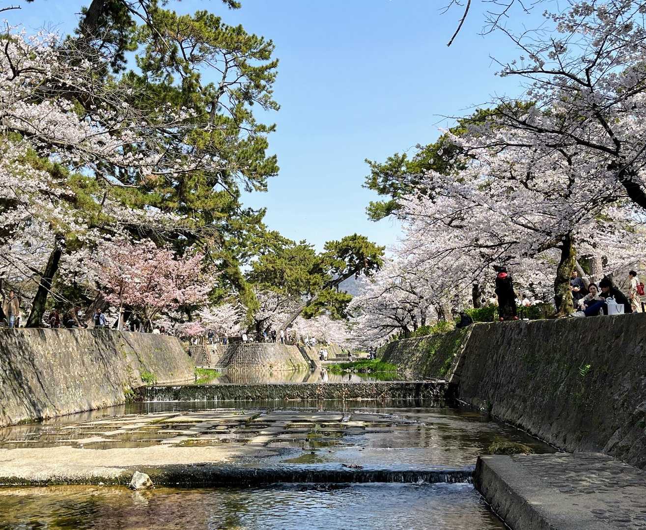 夙川は八分咲き…？