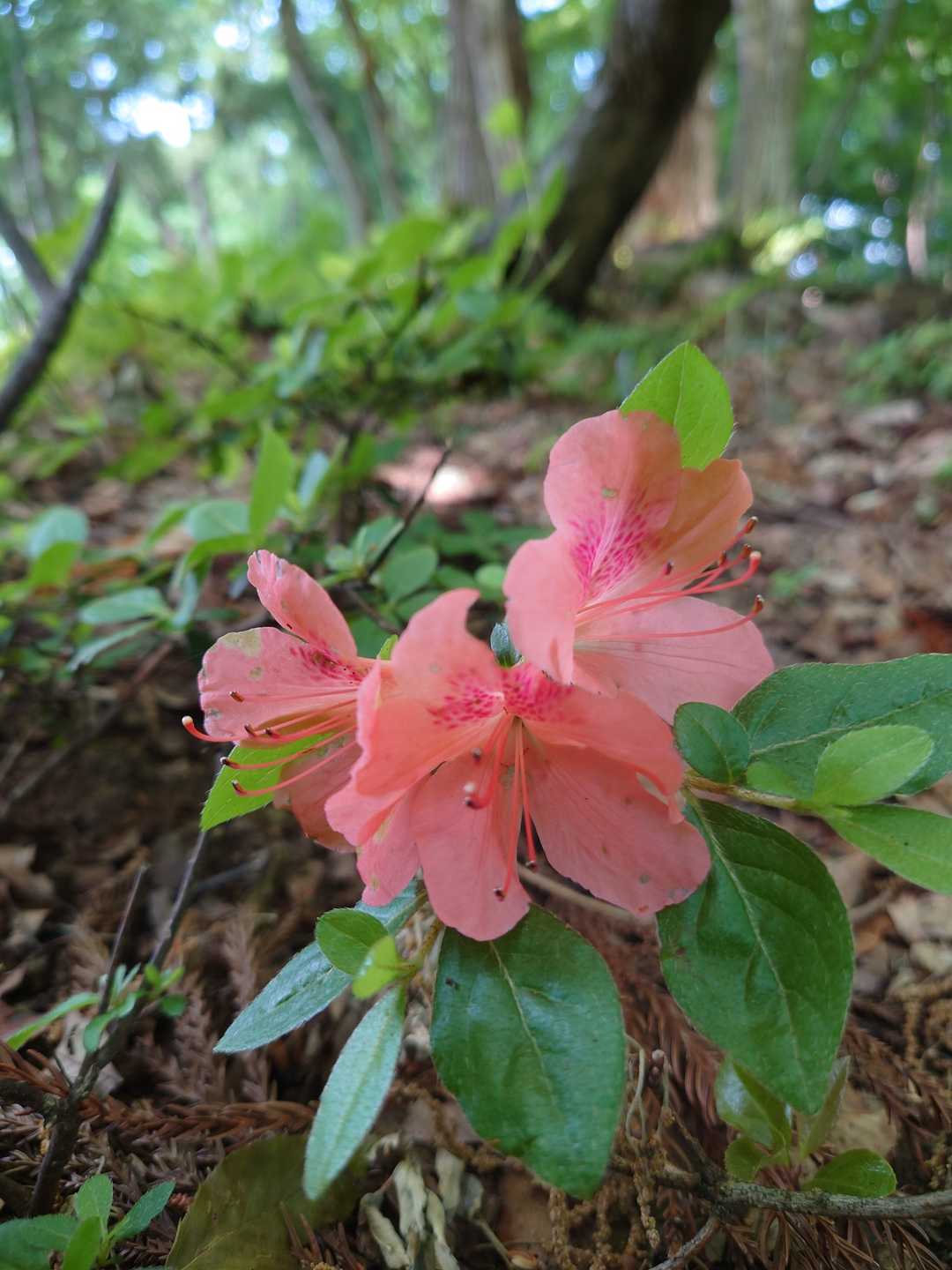 ヤマツツジ
淡い朱色もかわいい
