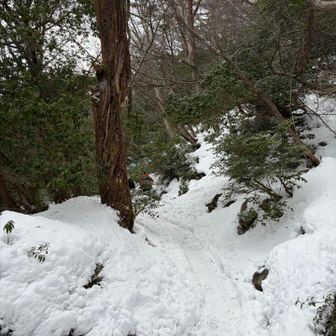雪深くて踏み外すとお腹まで沈みました