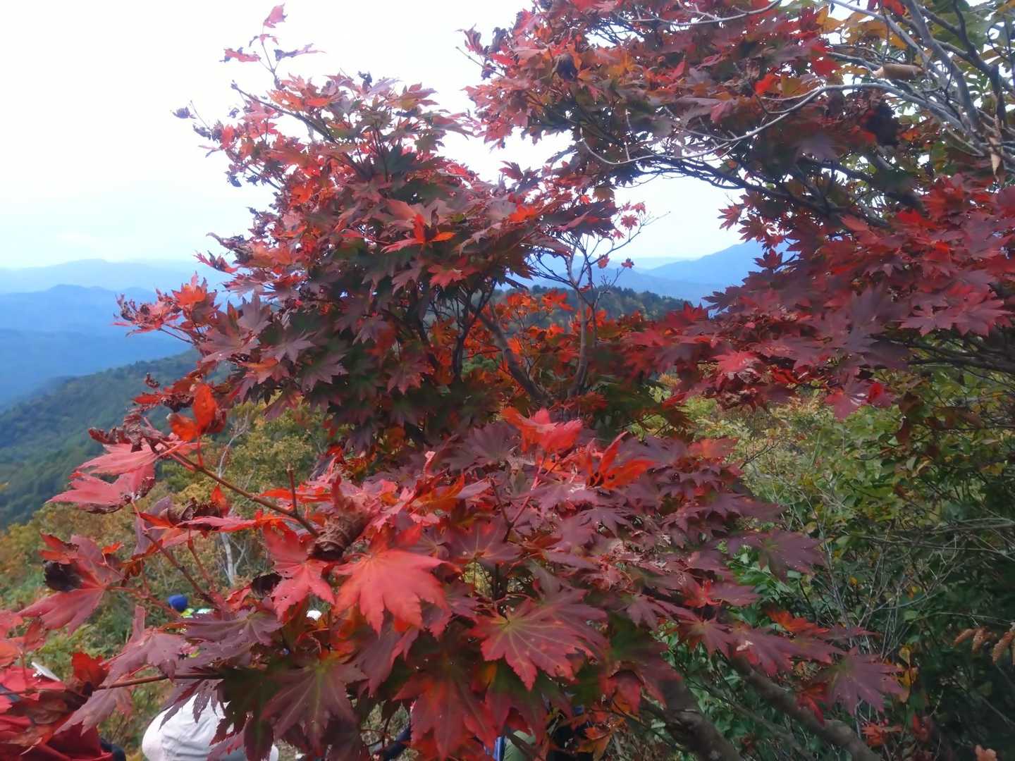 一番の紅葉🍁